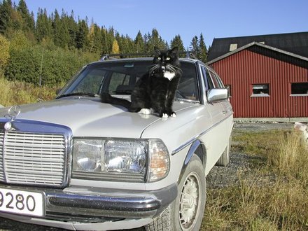 norway cat and wagon